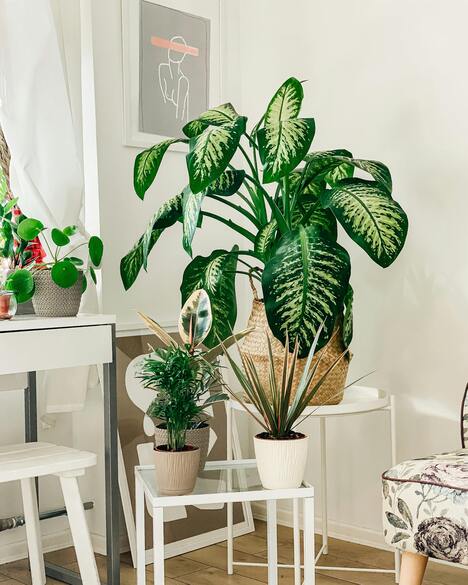 Indoor plants